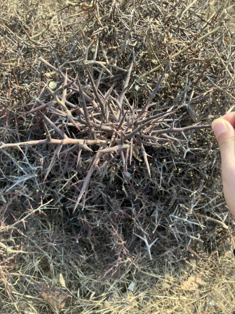 皂角刺现货当年的老家一位老爷爷家地里种的