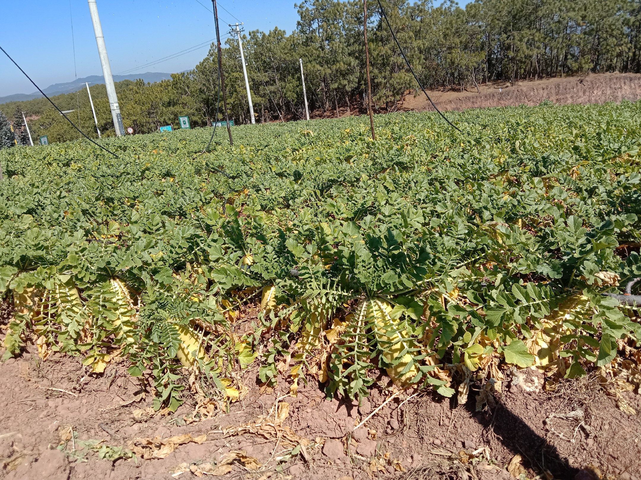 水果萝卜在田间成熟