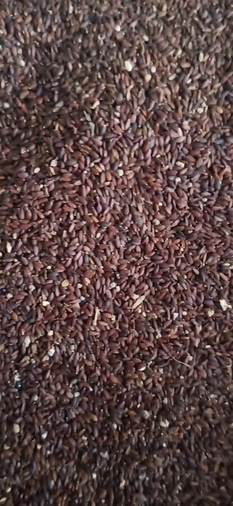 【荆芥种子】量大无忧保质保量出芽率95%