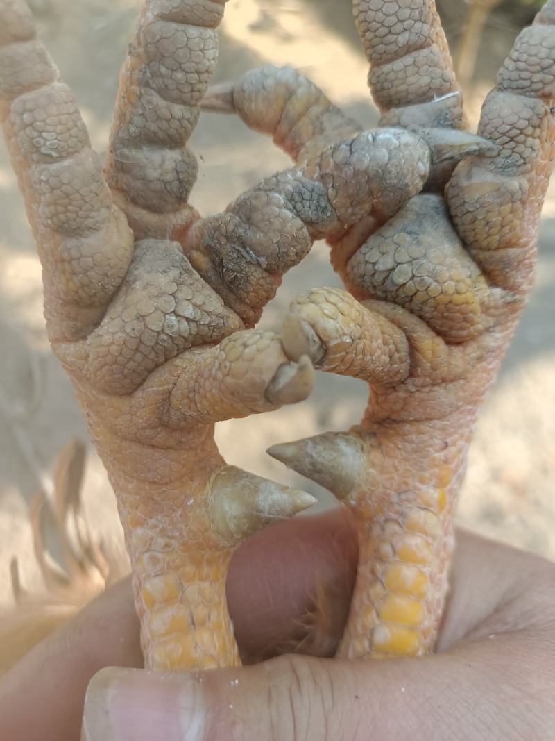 阉鸡
