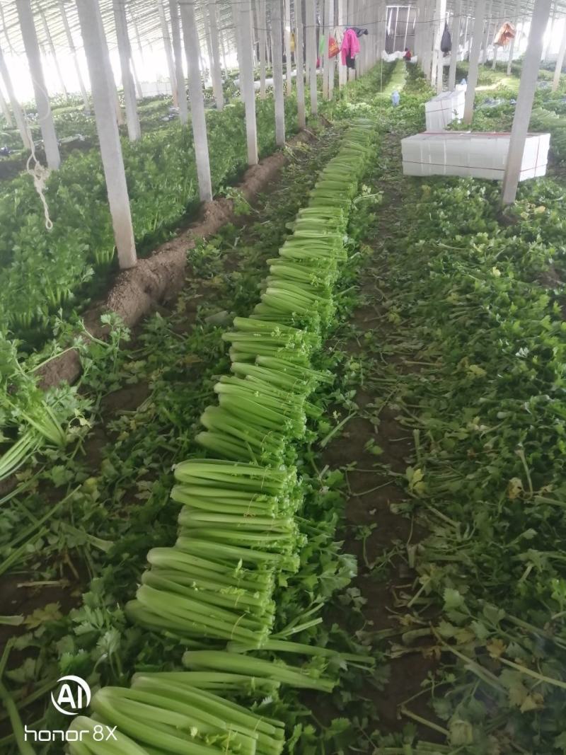 山东万亩大棚西芹山东芹菜实力代办按需分配包装提供优质服务