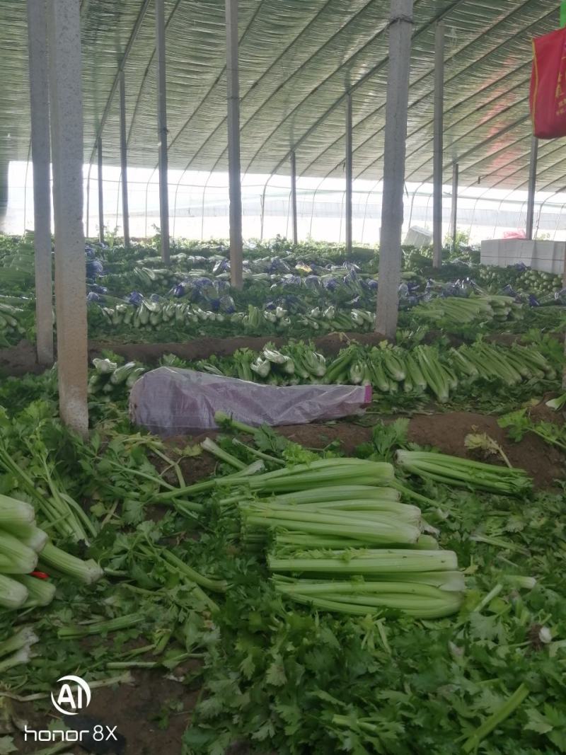 山东万亩大棚西芹山东芹菜实力代办按需分配包装提供优质服务