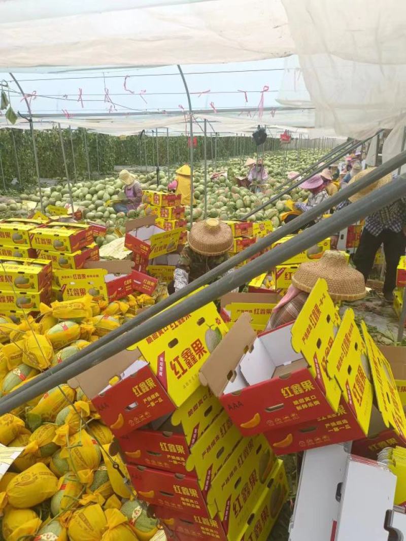 精品哈密瓜海南晓密25号产地直发品质保证