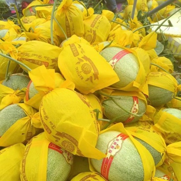 精品哈密瓜海南晓密25号产地直发品质保证