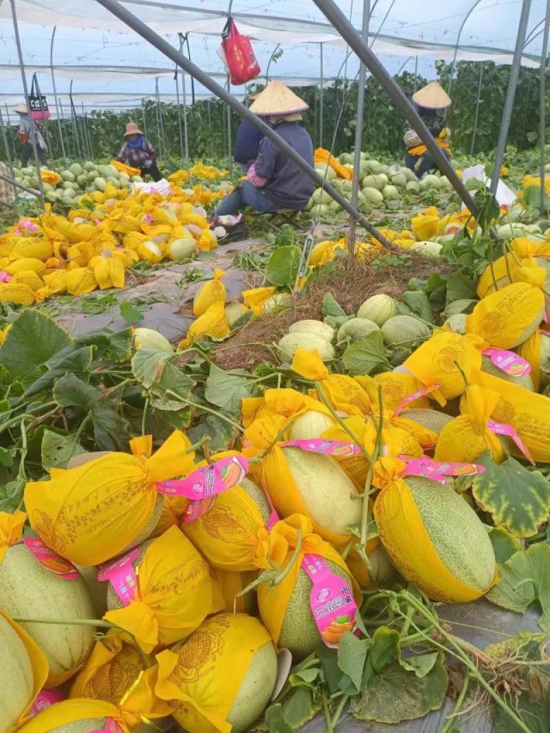 精品哈密瓜海南晓密25号产地直发品质保证