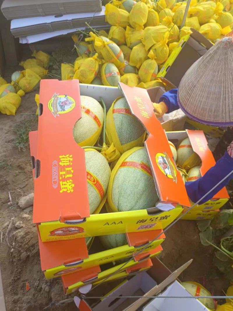 精品哈密瓜海南晓密25号产地直发品质保证