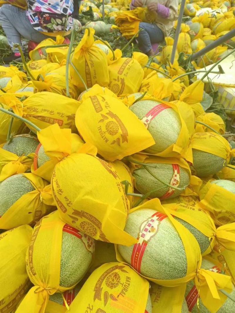 精品哈密瓜海南晓密25号产地直发品质保证