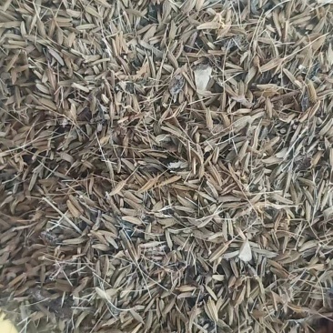 蒲公英种子，精品推荐，货源充足，量大优惠