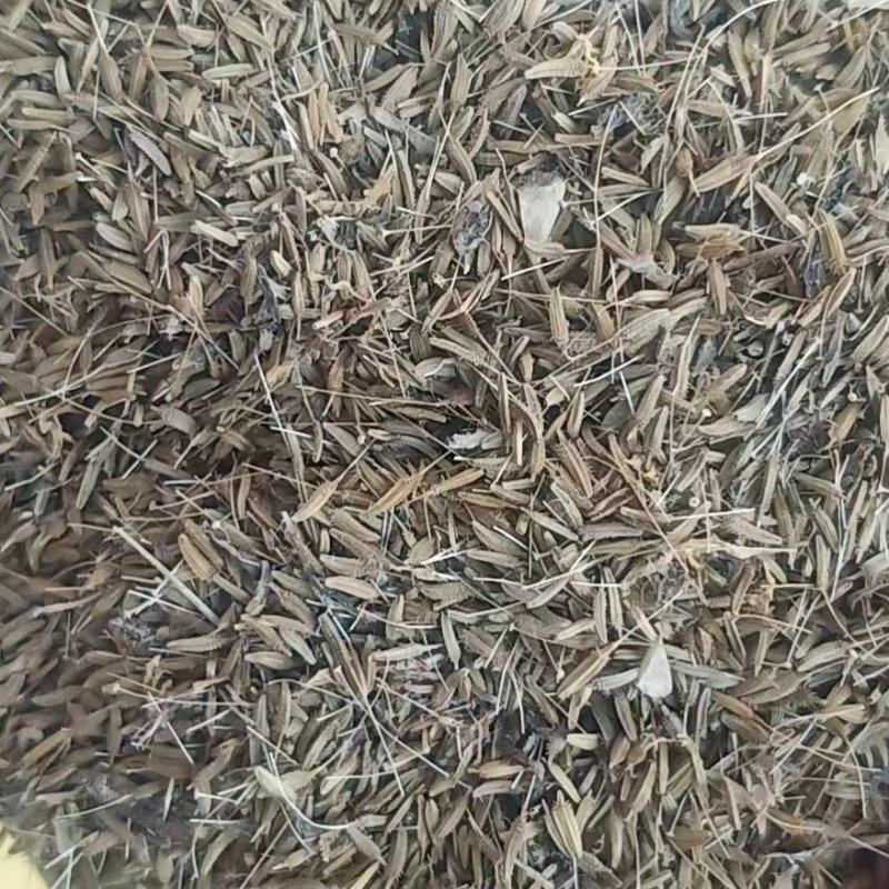 蒲公英种子，精品推荐，货源充足，量大优惠