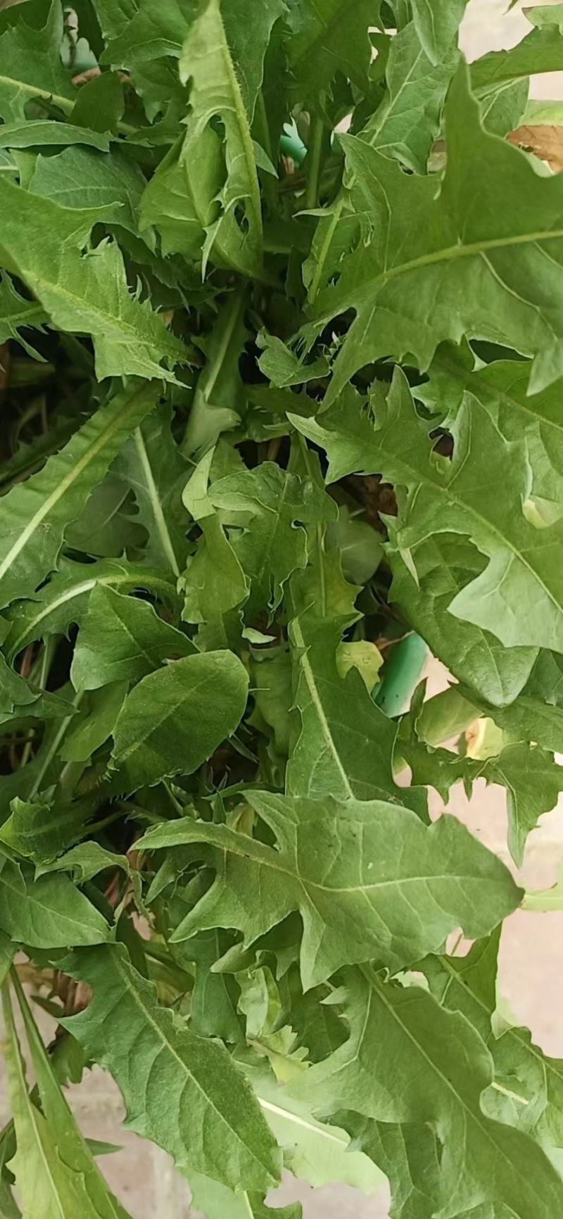 蒲公英种子，精品推荐，货源充足，量大优惠