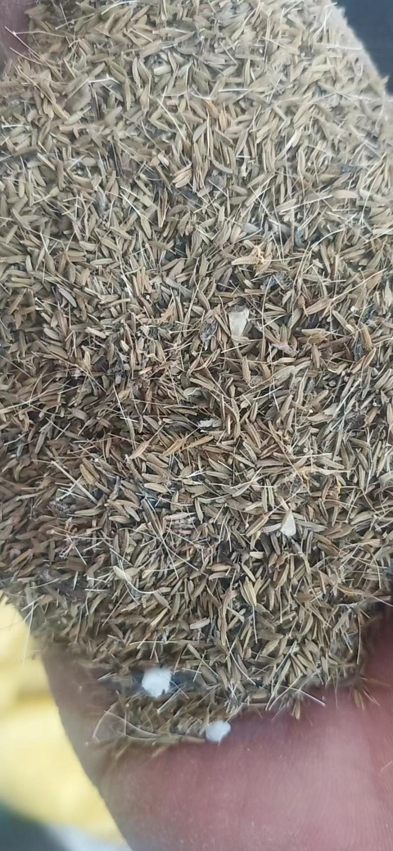 蒲公英种子，精品推荐，货源充足，量大优惠
