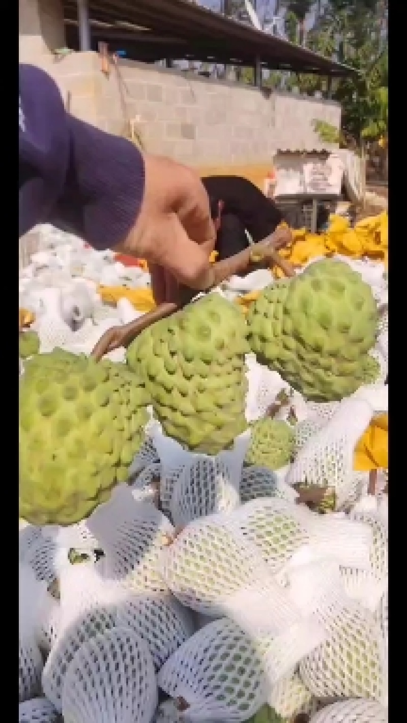 广西释迦果