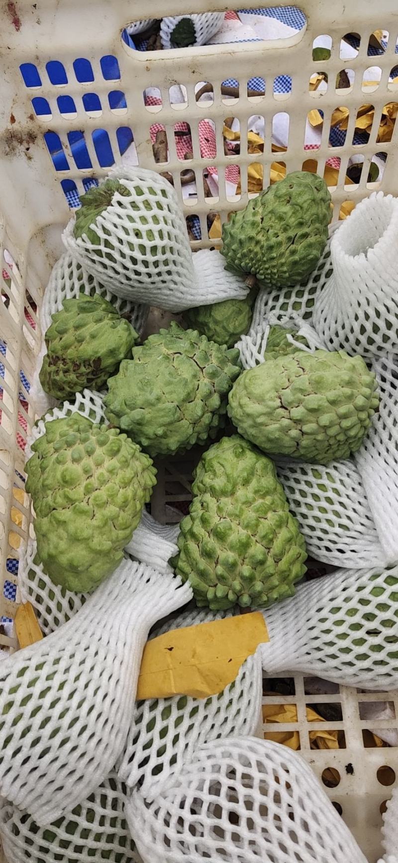 广西释迦果
