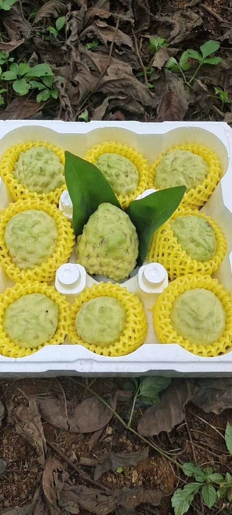 广西释迦果