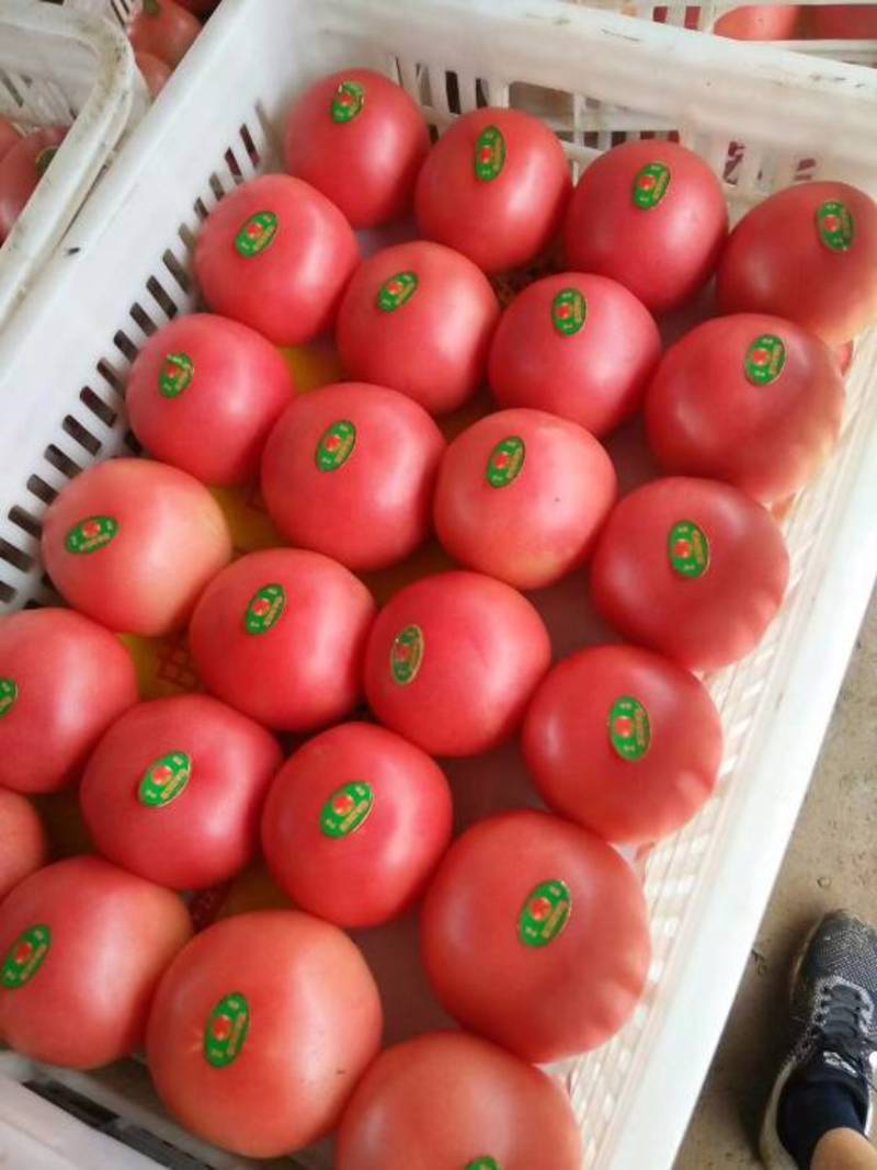 【电商】菏泽硬粉西红柿番茄果型好硬度高好运输市场超市