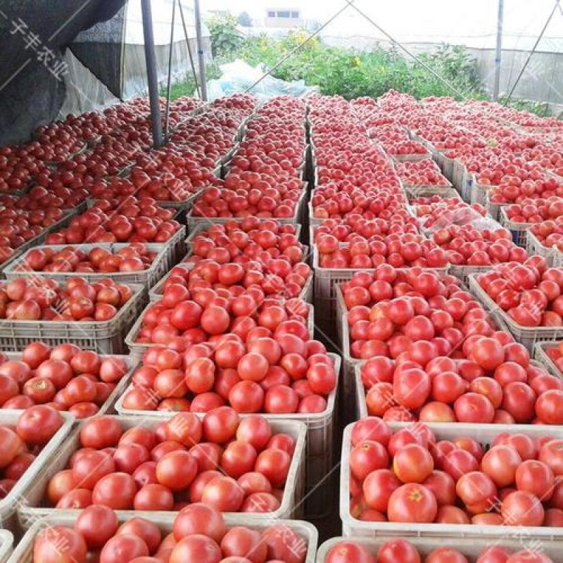 【电商】菏泽硬粉西红柿番茄果型好硬度高好运输市场超市
