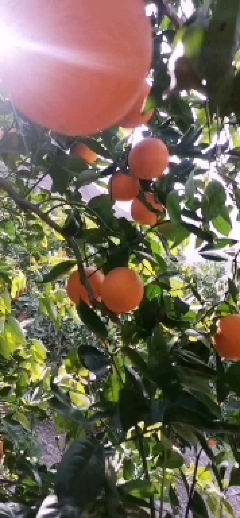 正宗重庆市奉节脐橙质量可靠，诚信为本，多地选择