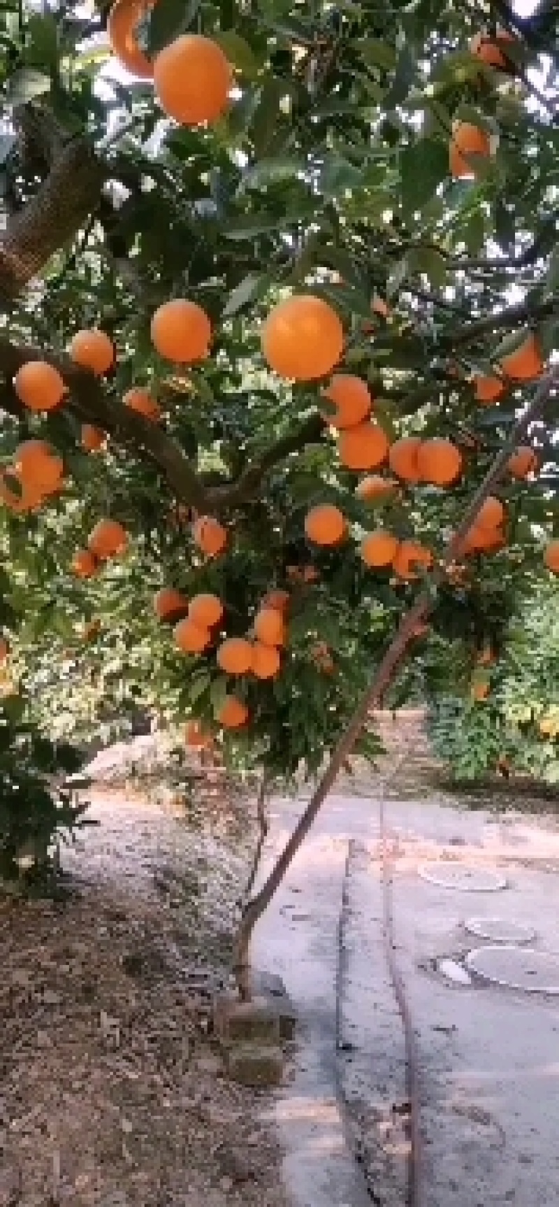 正宗重庆市奉节脐橙质量可靠，诚信为本，多地选择