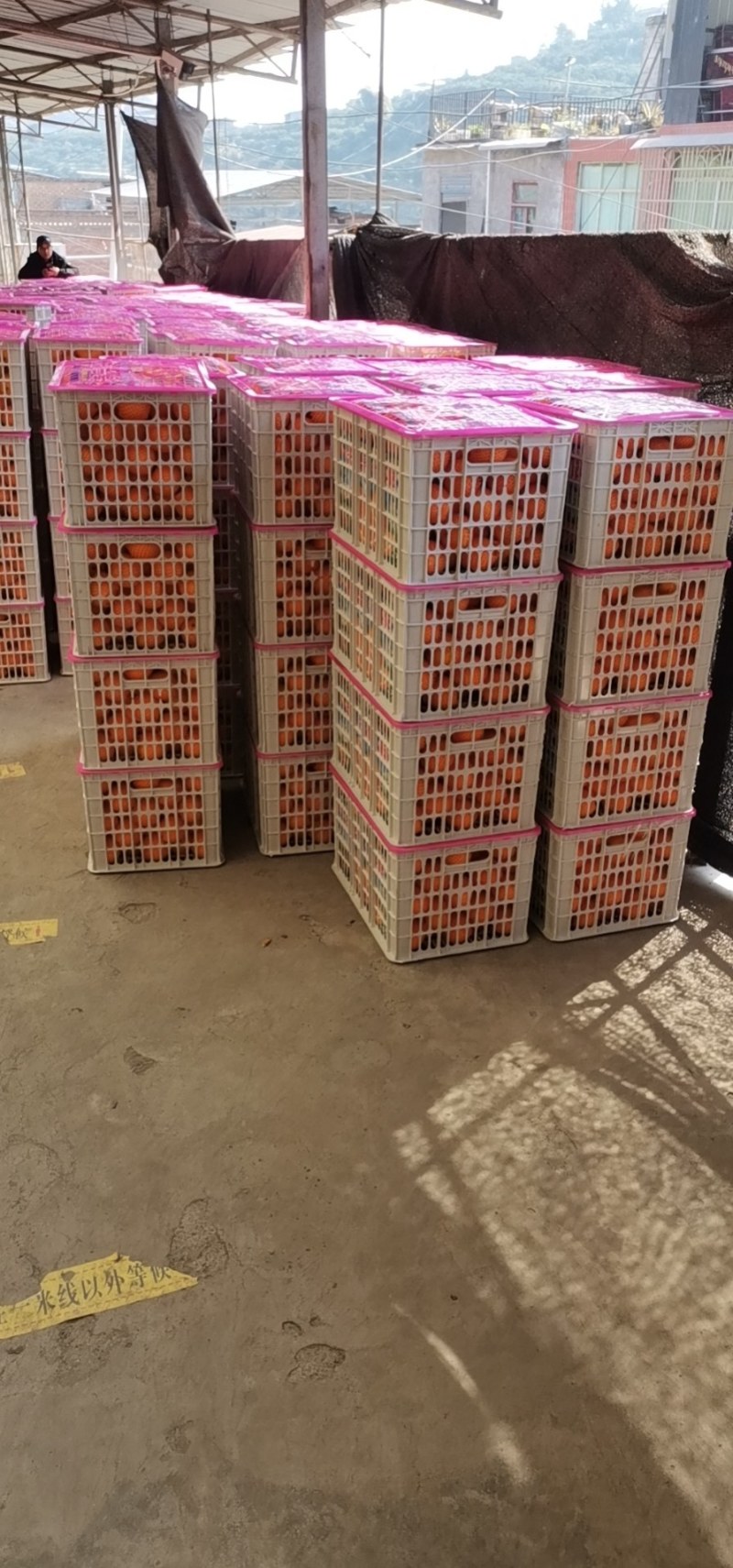 正宗重庆市奉节脐橙质量可靠，诚信为本，多地选择
