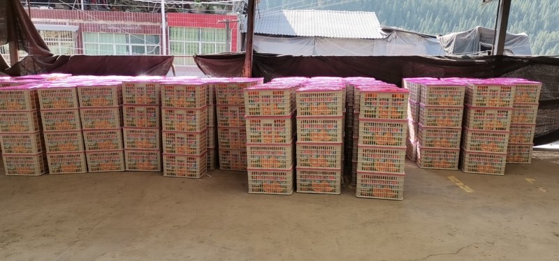 正宗重庆市奉节脐橙质量可靠，诚信为本，多地选择