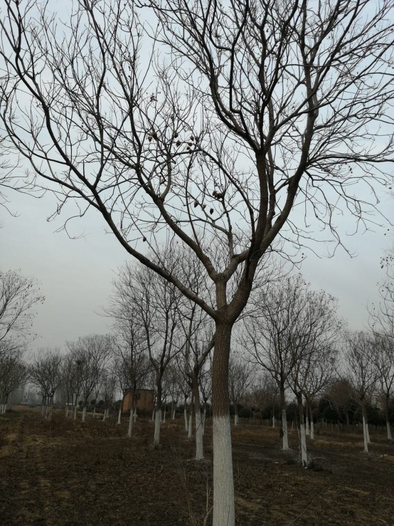 本苗圃供应北栾15-25公分2000棵，高接卫矛球/树