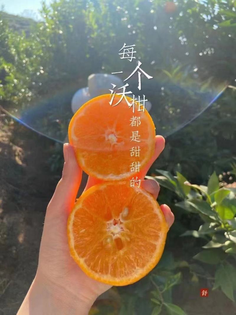 沃柑