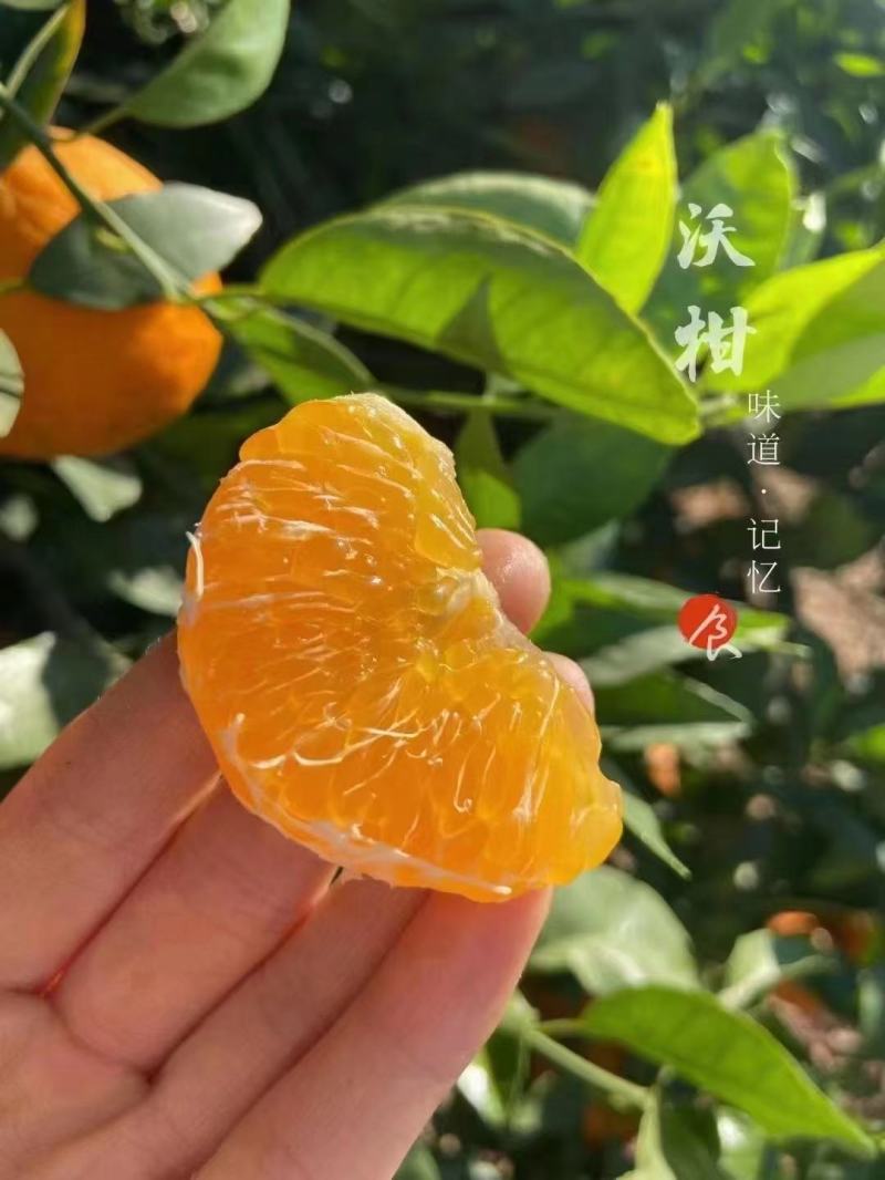 沃柑