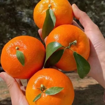 沃柑
