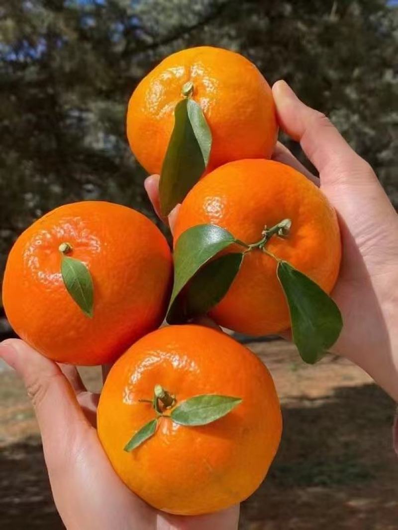 沃柑