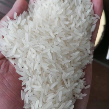 柬埔寨茉莉香米批发