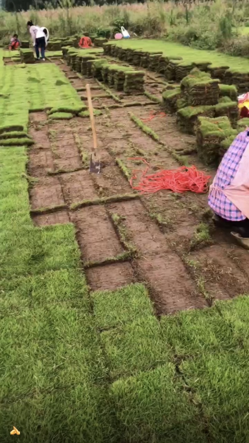 大量供应马尼拉草皮，