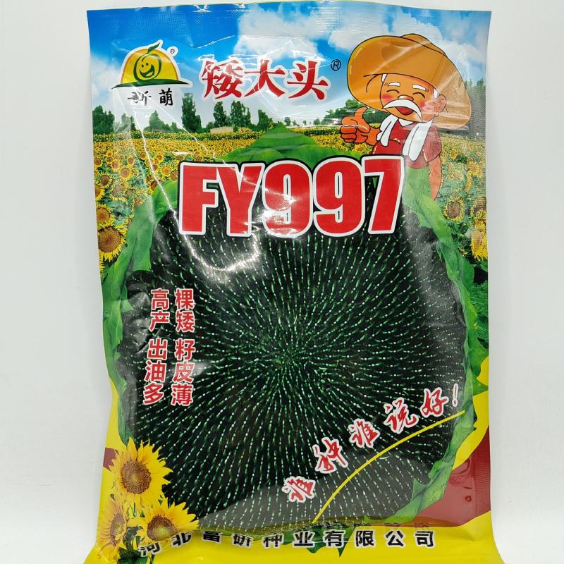 （优选）油用向日葵种子FY997矮杆大头出油多