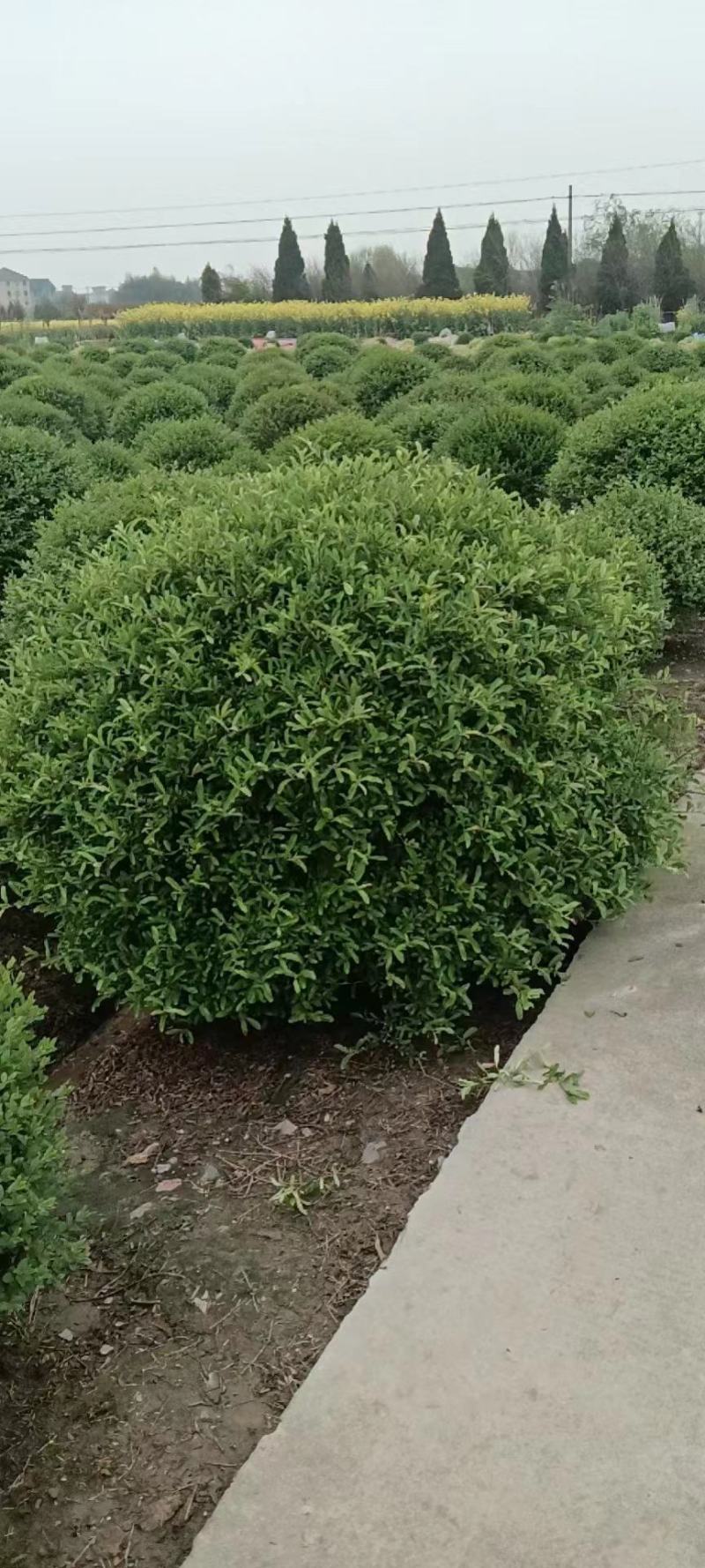 【水蜡球】浙江萧山绿化苗基地货源/规格多样/量大从优