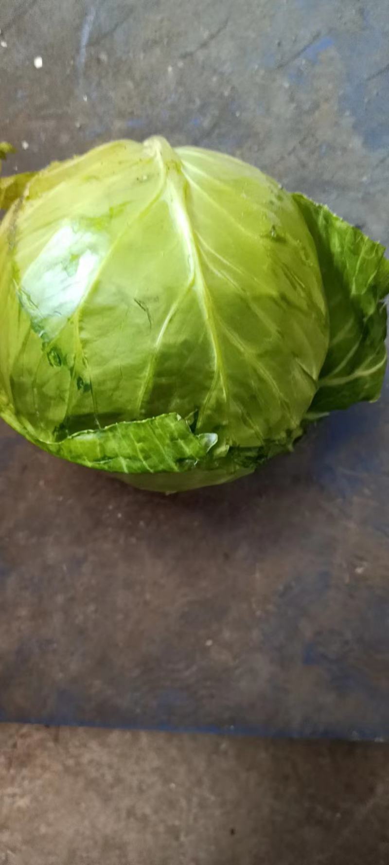 无限量供应甘蓝金包丽丽
