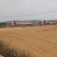 无限量供应甘蓝金包丽丽