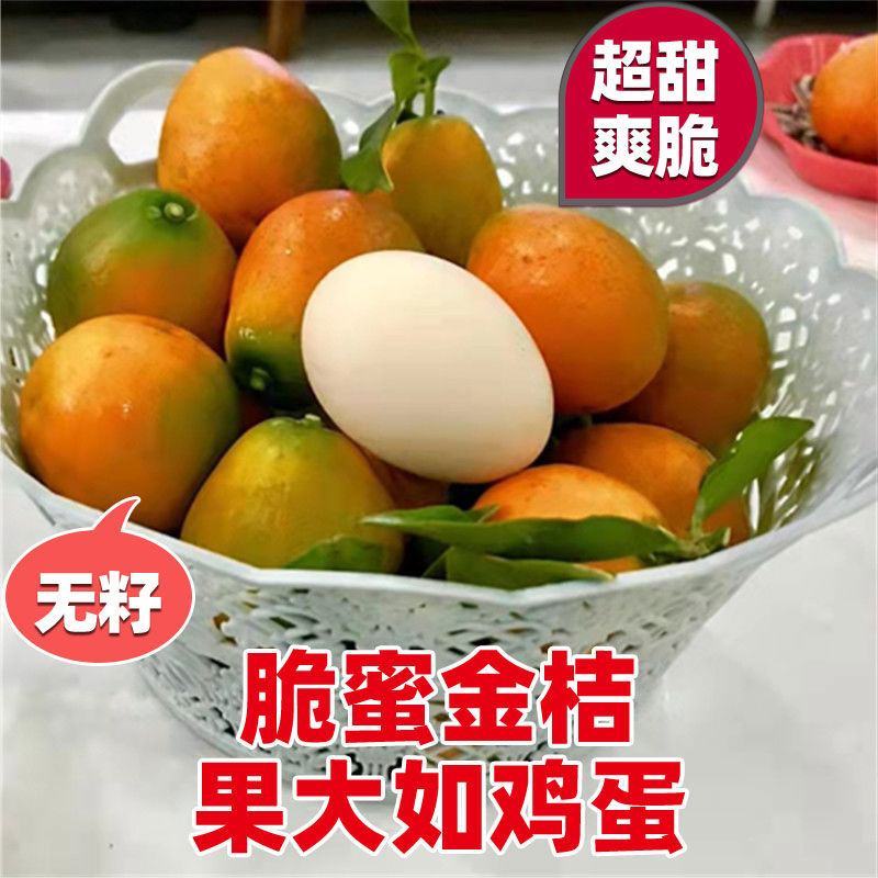[结果快]脆蜜金桔苗脆皮金桔苗融安金桔苗滑皮金桔苗