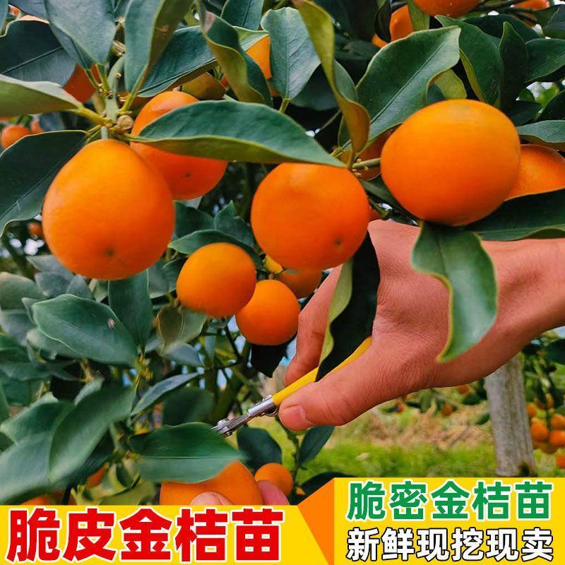 [结果快]脆蜜金桔苗脆皮金桔苗融安金桔苗滑皮金桔苗