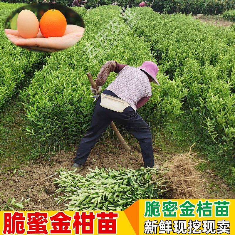 [结果快]脆蜜金桔苗脆皮金桔苗融安金桔苗滑皮金桔苗