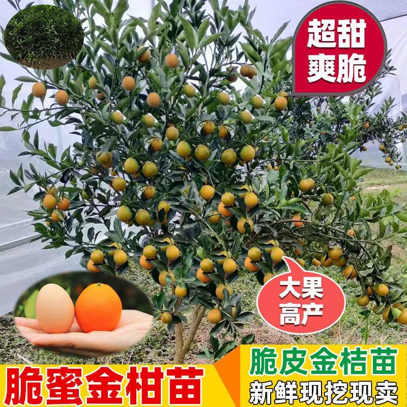 [结果快]脆蜜金桔苗脆皮金桔苗融安金桔苗滑皮金桔苗
