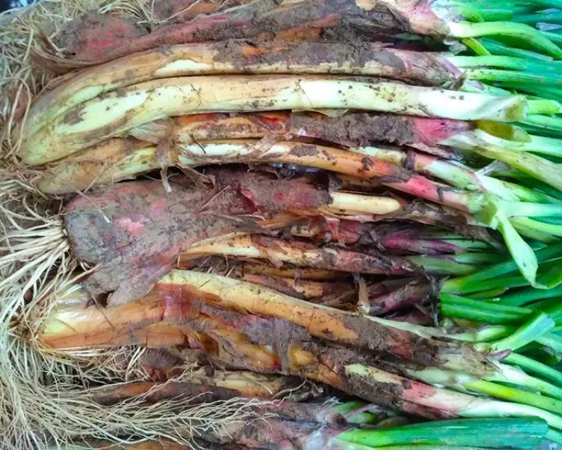 大葱，甘肃大葱，产地发货，对接电商，市场，商超