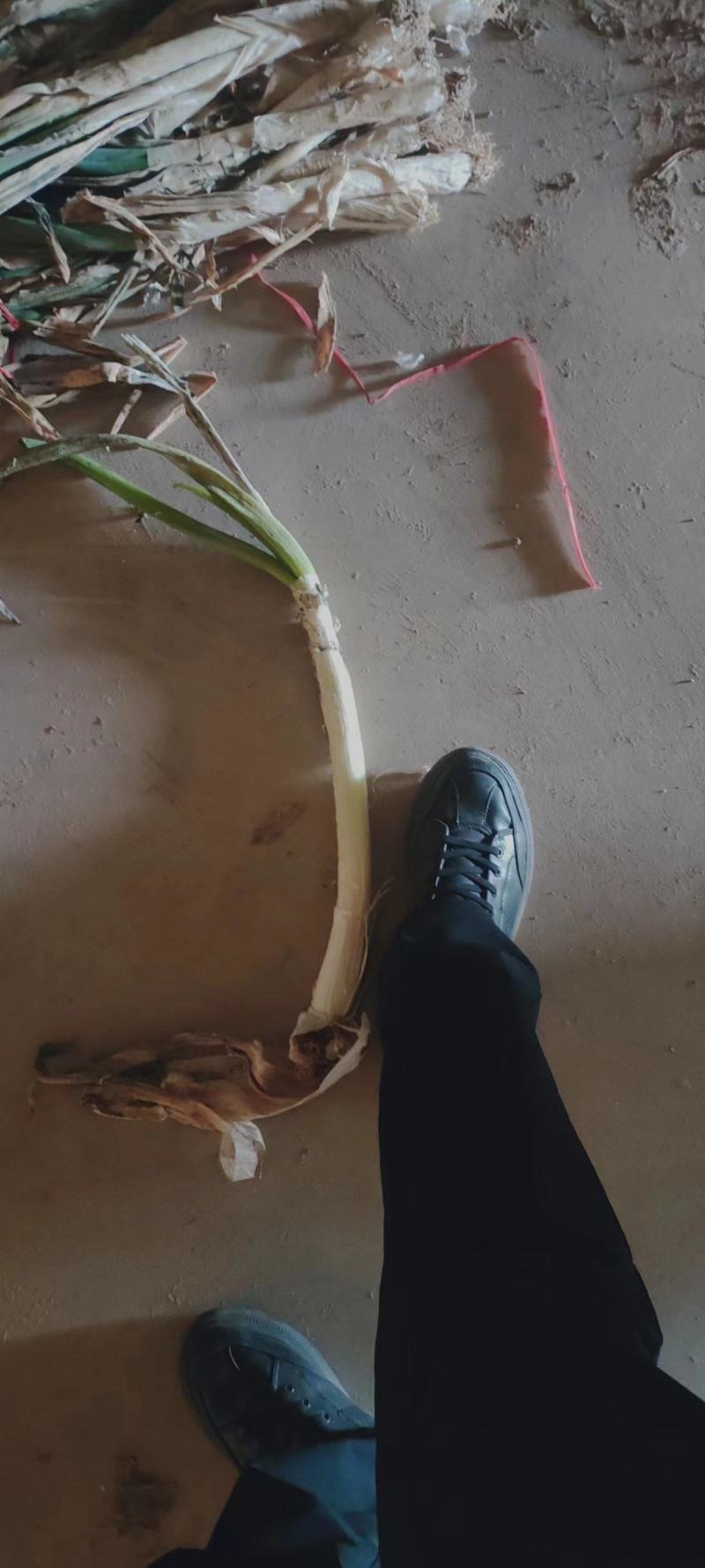 【大量批发】甘肃大葱精品钢葱，商超品质，一手货源