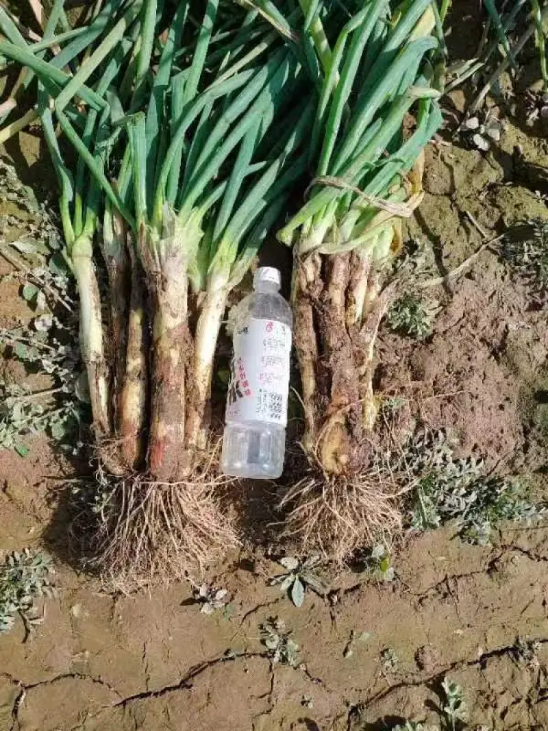 【大量批发】甘肃大葱精品钢葱，商超品质，一手货源