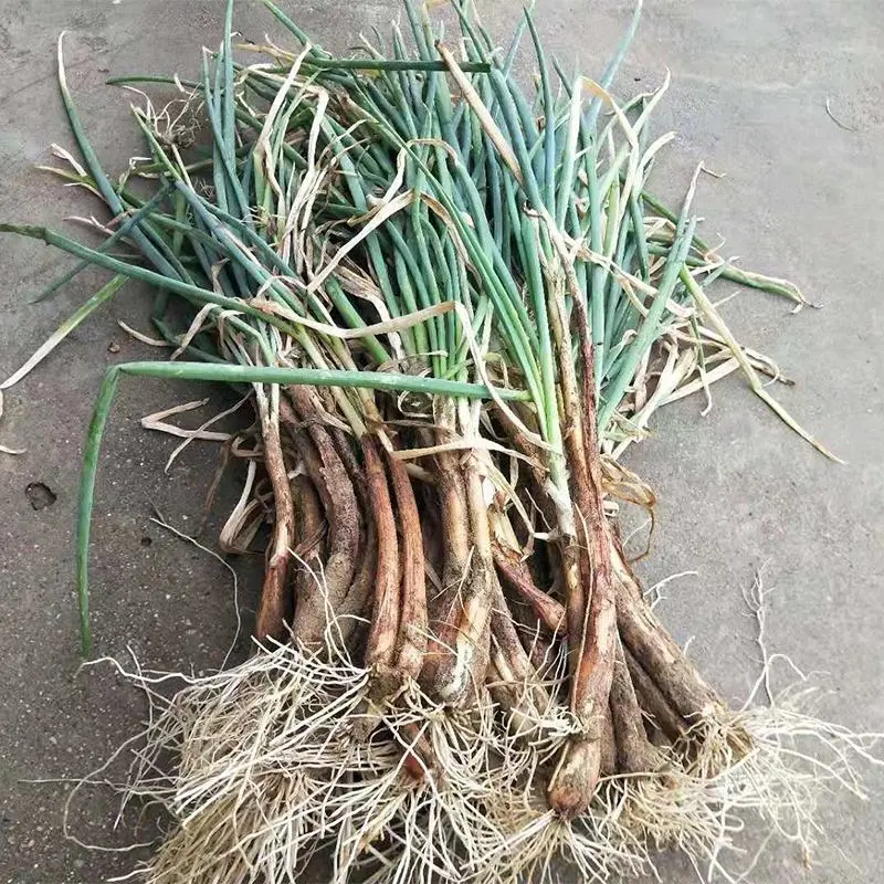 【大量批发】甘肃大葱精品钢葱，商超品质，一手货源