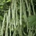 基地专用优质架豆种子白芸豆种子菜豆四季豆种籽大棚露地种植