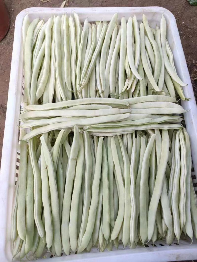 基地专用优质架豆种子白芸豆种子菜豆四季豆种籽大棚露地种植