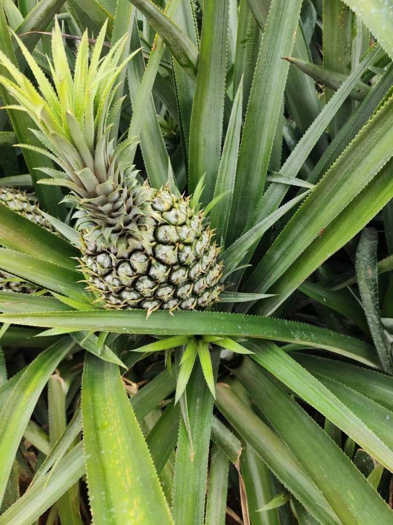 香水菠萝