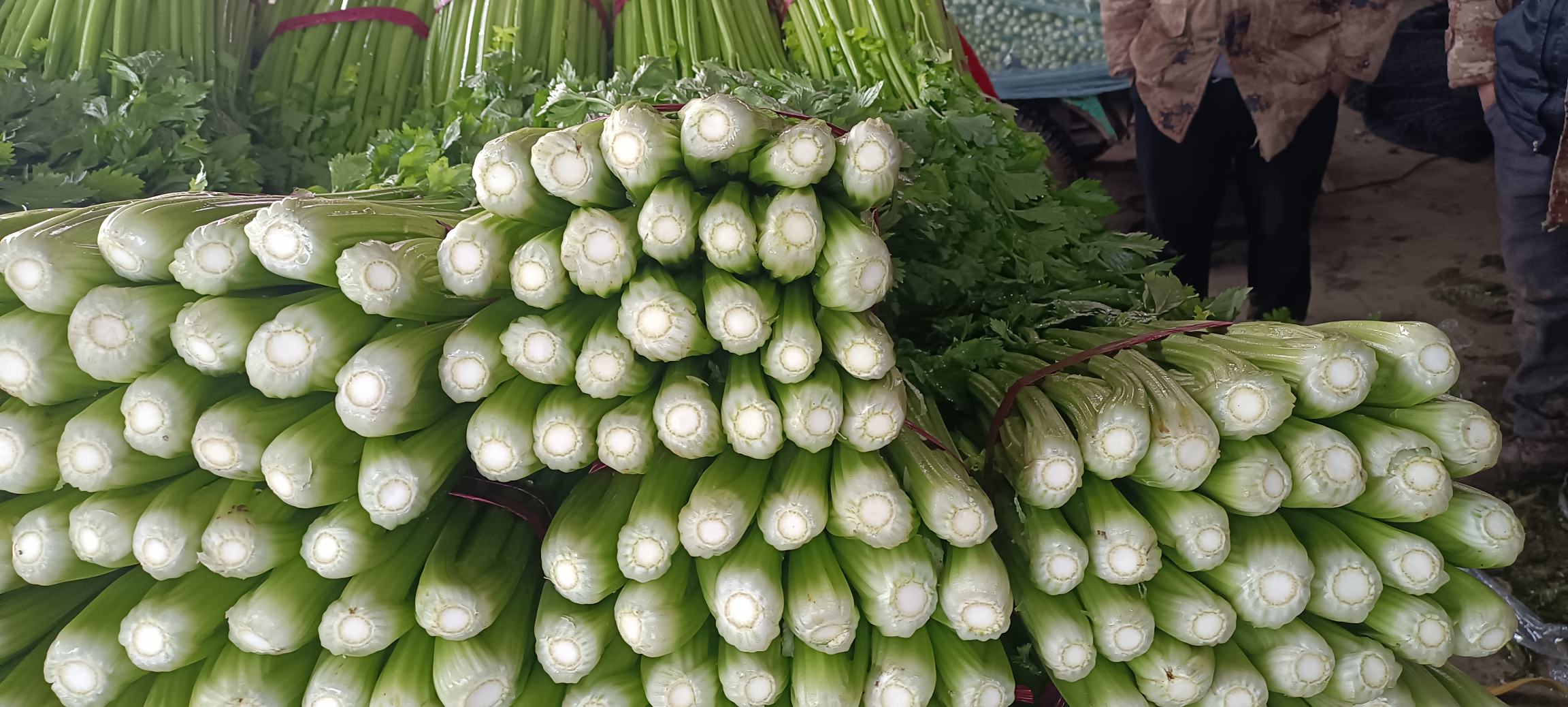 香芹与其他香草对比图