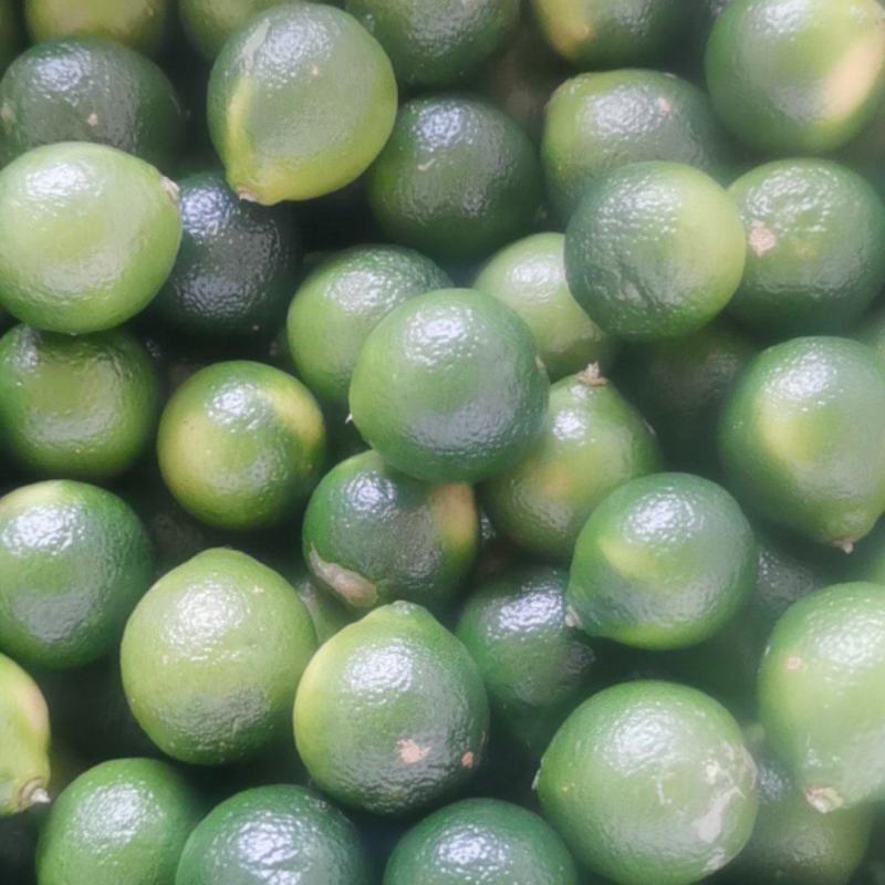 新鲜青金桔小青桔奶茶饮品甜品店酒吧制作青桔茶原料
