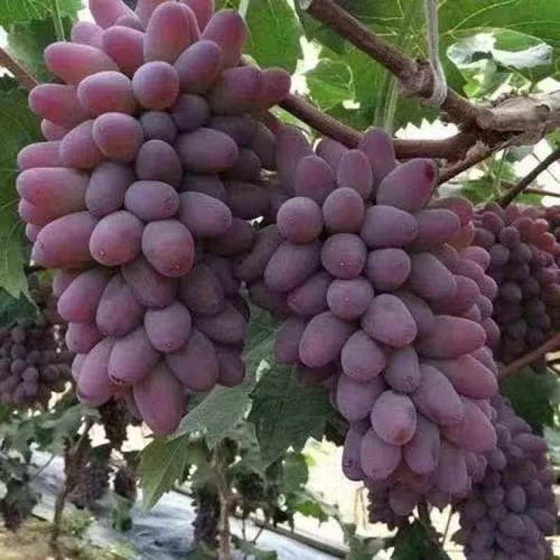 茉莉香葡萄