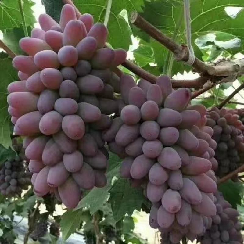 茉莉香葡萄